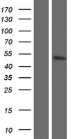 GOT1L1 Protein - Western validation with an anti-DDK antibody * L: Control HEK293 lysate R: Over-expression lysate