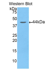 GOT2 Antibody - Western blot of recombinant GOT2.  This image was taken for the unconjugated form of this product. Other forms have not been tested.