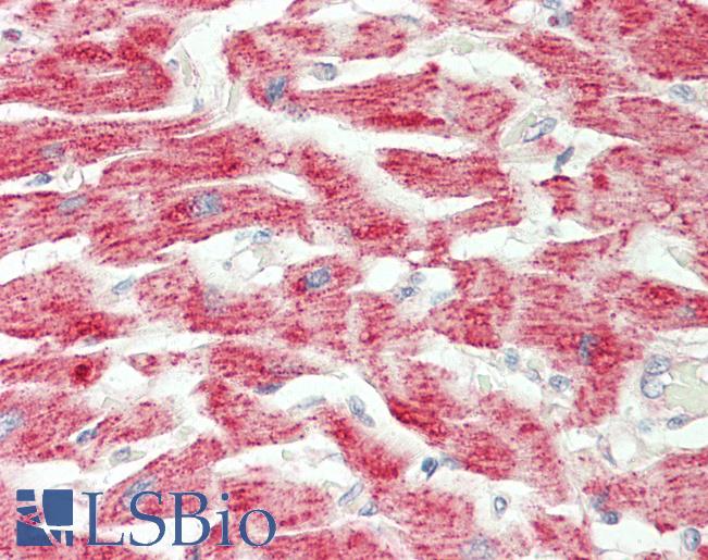 GOT2 Antibody - Human Heart: Formalin-Fixed, Paraffin-Embedded (FFPE).  This image was taken for the unconjugated form of this product. Other forms have not been tested.