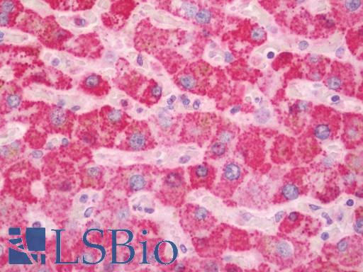 GOT2 Antibody - Human Liver: Formalin-Fixed, Paraffin-Embedded (FFPE).  This image was taken for the unconjugated form of this product. Other forms have not been tested.