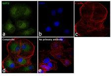GOT2 Antibody - GOT2 Antibody in Immunofluorescence (IF)