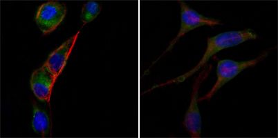 GOT2 Antibody - GOT2 Antibody in Immunofluorescence (IF)