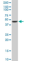 GOT2 Antibody - GOT2 monoclonal antibody (M09), clone 4H8. Western Blot analysis of GOT2 expression in HepG2.