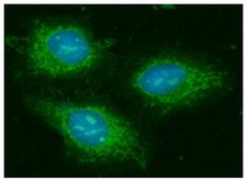 GOT2 Antibody - ICC/IF analysis of GOT2 in HeLa cells line, stained with DAPI (Blue) for nucleus staining and monoclonal anti-human GOT2 antibody (1:100) with goat anti-mouse IgG-Alexa fluor 488 conjugate (Green).