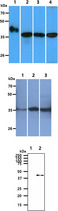 GOT2 Antibody - The Recombinant human GOT2 (50ng), Cell and Tissue lysates (40ug) were resolved by SDS-PAGE, transferred to PVDF membrane and probed with anti-human GOT2 antibody (1:1000). Proteins were visualized using a goat anti-mouse secondary antibody conjugated to HRP and an ECL detection system. Lane 1.: GOT2 Recombinant protein Lane 2.: Ramos cell lysate Lane 3.: 293T cell lysate Lane 4.: Liver tissue lysate The Cell lysates (40ug) were resolved by SDS-PAGE, transferred to PVDF membrane and probed with anti-human GOT2 antibody (1:1000). Proteins were visualized using a goat anti-mouse secondary antibody conjugated to HRP and an ECL detection system. Lane 1.: HeLa cell lysate Lane 2.: HepG2 cell lysate Lane 3.: Balb/3T3 cell lysate The recombinant proteins (20ng) were resolved by SDS-PAGE, transferred to PVDF membrane and probed with anti-human GOT2 antibody (1:1000). Proteins were visualized using a goat anti-mouse secondary antibody conjugated to HRP and an ECL detection system. Lane 1.: Recombinant Human GOT1 Lane 2.: Recombinant Human GOT2