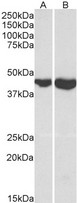 GOT2 Antibody - Goat anti-GOT2 Antibody (0.1µg/ml) staining of Mouse Brain (A) and Heart (B) lysates (35µg protein in RIPA buffer). Primary incubation was 1 hour. Detected by chemiluminescencence.