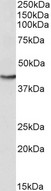 GOT2 Antibody - Goat anti-GOT2 Antibody (0.3µg/ml) staining of HepG2 lysate (35µg protein in RIPA buffer). Primary incubation was 1 hour. Detected by chemiluminescencence.