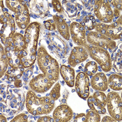 GOT2 Antibody - Immunohistochemistry of paraffin-embedded rat kidney tissue.