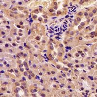 GOT2 Antibody - Immunohistochemical analysis of GOT2 staining in rat kidney formalin fixed paraffin embedded tissue section. The section was pre-treated using heat mediated antigen retrieval with sodium citrate buffer (pH 6.0). The section was then incubated with the antibody at room temperature and detected using an HRP conjugated compact polymer system. DAB was used as the chromogen. The section was then counterstained with hematoxylin and mounted with DPX.