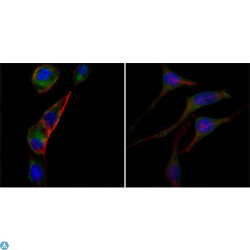 GOT2 Antibody - Western Blot (WB) analysis using AATM Monoclonal Antibody against HEK293 (1), PC-12 (2), HL-60 (3), BCBL-1 (4), HepG2 (5) and NIH/3T3 (6) cell lysate.