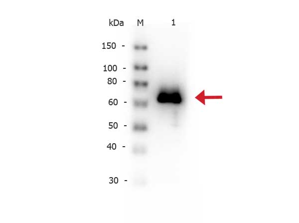 gox / Glucose Oxidase Antibody - Western Blot of rabbit anti-Glucose Oxidase antibody Biotin Conjugated. Lane 1: Glucose Oxidase. Load: 50 ng per lane. Primary antibody: Glucose Oxidase antibody Biotin conjugated at 1:1,000 for overnight at 4°C. Secondary antibody: Peroxidase streptavidin secondary antibody at 1:40,000 for 30 min at RT. Block: Blocking Buffer for Fluorescent Western Blotting (MB-070) for 30 min at RT. Predicted/Observed size: 66 kDa, 66 kDa for Glucose Oxidase.