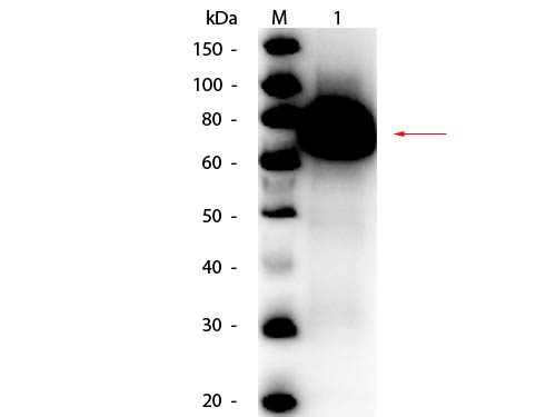 gox / Glucose Oxidase Antibody - Western Blot of rabbit anti-Glucose Oxidase Antibody Peroxidase Conjugated. Lane 1: Glucose Oxidase. Load: 50 ng per lane. Primary antibody: Rabbit anti-Glucose Oxidase Antibody Peroxidase Conjugated at 1:1,000 overnight at 4°C. Secondary antibody: n/a. Block: MB-070 for 30 min at RT. Predicted/Observed size: 66 kDa, 66 kDa for Glucose Oxidase. Detected using FEMTOMAX-110 substrate.