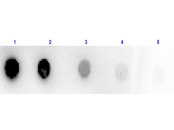 gox / Glucose Oxidase Antibody - Dot Blot of Sheep Anti-GLUCOSE OXIDASE Antibody Peroxidase Conjugated. Lane 1: 100 ng Glucose Oxidase. Lanes 2-5: serial dilution 3 fold of Antigen. Primary Antibody: none. Secondary Antibody: Anti-Glucose Oxidase Peroxidase Conjugated at 1:100 dilution of 1 mg/mL at RT for 30 minutes. Block: MB-070 at RT for 30 minutes.