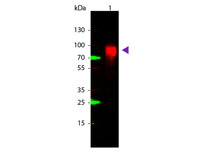 gox / Glucose Oxidase Antibody - Western Blot of rabbit anti-Glucose Oxidase Antibody. Lane 1: Glucose Oxidase. Lane 2: None. Load: 50 ng per lane. Primary antibody: Glucose Oxidase antibody at 1:1,000 for overnight at 4°C. Secondary antibody: DyLight 649 rabbit secondary antibody at 1:20,000 for 30 min at RT. Block: MB-070 for 30 min at RT. Predicted/Observed size: 80 kDa, 80 kDa for Glucose Oxidase from Aspergillus niger. Other band(s): None.