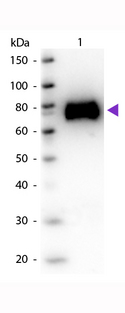 gox / Glucose Oxidase Antibody - Western Blot of Goat anti-Glucose Oxidase antibody. Lane 1: Glucose Oxidase. Lane 2: None. Load: 50 ng per lane. Primary antibody: Glucose Oxidase antibody at 1:1,000 for overnight at 4°C. Secondary antibody: Peroxidase goat secondary antibody at 1:40,000 for 30 min at RT. Block: MB-070 for 30 min at RT. Predicted/Observed size: 65-70 kDa, 65-70 kDa for Glucose Oxidase. Other band(s): None.