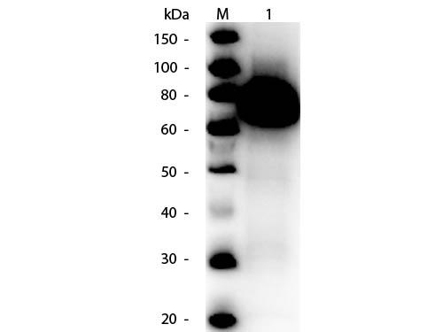 gox / Glucose Oxidase Antibody - Western Blot of Rabbit anti-Glucose Oxidase Antibody Peroxidase Conjugated. Lane 1: Glucose Oxidase. Load: 50 ng per lane. Primary antibody: Rabbit anti-Glucose Oxidase Antibody Peroxidase Conjugated at 1:1,000 overnight at 4°C. Secondary antibody: n/a.