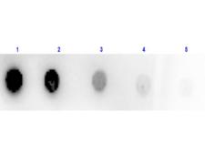 gox / Glucose Oxidase Antibody - Dot Blot of Sheep Anti-GLUCOSE OXIDASE Antibody Peroxidase Conjugated. Lane 1: 100 ng Glucose Oxidase. Lanes 2-5: serial dilution 3 fold of Antigen. Primary Antibody: none. Secondary Antibody: Anti-Glucose Oxidase Peroxidase Conj'd at 1:100 dilution of 1 mg/mL at RT for 30 minutes.
