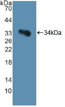 GP1BA / CD42b Antibody - Western Blot; Sample: Recombinant GP1Ba, Human.