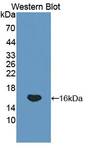 GP1BB / CD42c Antibody - Western Blot; Sample: Recombinant protein.