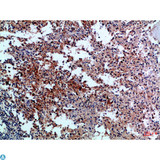 GP1BB / CD42c Antibody - Immunohistochemical analysis of paraffin-embedded Human-spleen, antibody was diluted at 1:100.