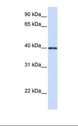 GP2 Antibody - Fetal heart lysate. Antibody concentration: 1.0 ug/ml. Gel concentration: 12%.  This image was taken for the unconjugated form of this product. Other forms have not been tested.