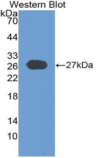 GP2 Antibody - Western blot of recombinant GP2.
