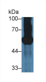 GP2 Antibody - Western Blot; Sample: Mouse Pancreas lysate; Primary Ab: 3µg/ml Rabbit Anti-Mouse GP2 Antibody Second Ab: 0.2µg/mL HRP-Linked Caprine Anti-Rabbit IgG Polyclonal Antibody