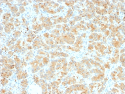 GP2 Antibody - Formalin-fixed, paraffin-embedded Human Pancreas stained with GP2 Recombinant Rabbit Monoclonal Antibody (GP2/2569R).