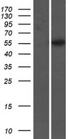 GP2 Protein - Western validation with an anti-DDK antibody * L: Control HEK293 lysate R: Over-expression lysate