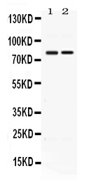 GP78 / AMFR Antibody - Western blot - Anti-AMFR/Gp78 Picoband Antibody