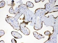 GP78 / AMFR Antibody - IHC testing of FFPE human placenta with GP78 antibody at 1ug/ml. HIER: steam sections in pH6 citrate buffer for 20 min.