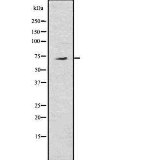 GP78 / AMFR Antibody - Western blot analysis of AMFR using COS7 whole lysates.
