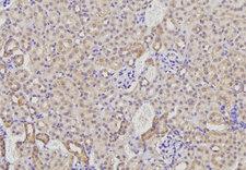 GP78 / AMFR Antibody - 1:200 staining rat kidney tissue by IHC-P.