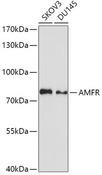 GP78 / AMFR Antibody - Western blot analysis of extracts of various cell lines using AMFR Polyclonal Antibody at dilution of 1:1000.