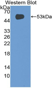 GP9 / CD42a Antibody - Western blot of recombinant GP9 / CD42a.