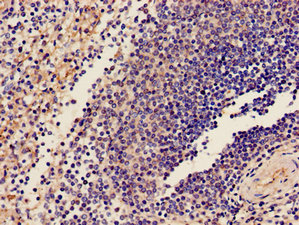 GP9 / CD42a Antibody - Immunohistochemistry image of paraffin-embedded human spleen tissue at a dilution of 1:100
