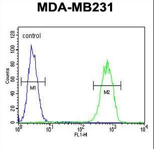 GPA33 / A33 Antibody - GPA33 Antibody flow cytometry of MDA-MB231 cells (right histogram) compared to a negative control cell (left histogram). FITC-conjugated goat-anti-rabbit secondary antibodies were used for the analysis.