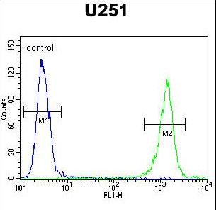 GPAA1 Antibody - GPAA1 Antibody flow cytometry of U251 cells (right histogram) compared to a negative control cell (left histogram). FITC-conjugated goat-anti-rabbit secondary antibodies were used for the analysis.