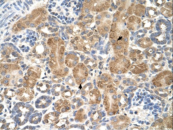 GPAA1 Antibody - GPAA1 antibody GPAA1(glycosylphosphatidylinositol anchor attachment protein 1 homolog (yeast)) Antibody was used in IHC to stain formalin-fixed, paraffin-embedded human kidney.  This image was taken for the unconjugated form of this product. Other forms have not been tested.