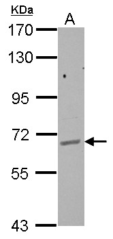 GPAA1 Antibody - Sample (30 ug of whole cell lysate) A: HepG2 7.5% SDS PAGE GPAA1 antibody diluted at 1:1000