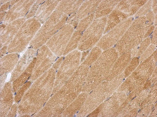 GPAA1 Antibody - IHC of paraffin-embedded Muscle, using GPAA1 antibody at 1:500 dilution.