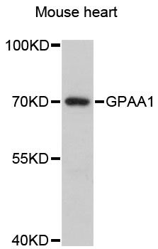 GPAA1 Antibody - Western blot analysis of extracts of mouse heart, using GPAA1 antibody at 1:3000 dilution. The secondary antibody used was an HRP Goat Anti-Rabbit IgG (H+L) at 1:10000 dilution. Lysates were loaded 25ug per lane and 3% nonfat dry milk in TBST was used for blocking. An ECL Kit was used for detection and the exposure time was 1s.
