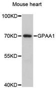 GPAA1 Antibody - Western blot analysis of extracts of mouse heart, using GPAA1 antibody at 1:3000 dilution. The secondary antibody used was an HRP Goat Anti-Rabbit IgG (H+L) at 1:10000 dilution. Lysates were loaded 25ug per lane and 3% nonfat dry milk in TBST was used for blocking. An ECL Kit was used for detection and the exposure time was 1s.