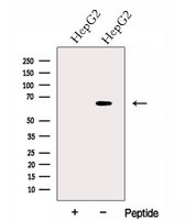 GPAA1 Antibody - Western blot analysis of extracts of HepG2 cells using GPAA1 antibody. The lane on the left was treated with blocking peptide.