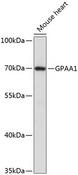 GPAA1 Antibody - Western blot analysis of extracts of mouse heart using GPAA1 Polyclonal Antibody at dilution of 1:3000.
