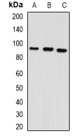 GPAM Antibody - Western blot analysis of GPAM expression in mouse heart (A); mouse lung (B); rat brain (C) whole cell lysates.