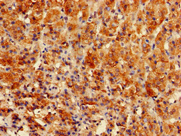 GPAM Antibody - Immunohistochemistry of paraffin-embedded human adrenal gland tissue at dilution of 1:100