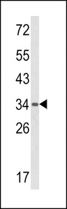 GPANK1 / G5 Antibody - Western blot of BAT4 Antibody in mouse spleen tissue lysates (35 ug/lane). BAT4 (arrow) was detected using the purified antibody.