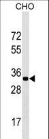 GPATCH11 / CCDC75 Antibody - CCDC75 Antibody western blot of CHO cell line lysates (35 ug/lane). The CCDC75 antibody detected the CCDC75 protein (arrow).