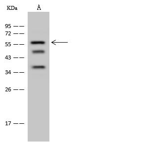 GPATCH2 Antibody - Anti-GPATCH2 rabbit polyclonal antibody at 1:500 dilution. Lane A: Mouse spleen tissue lysate. Lysates/proteins at 30 ug per lane. Secondary: Goat Anti-Rabbit IgG (H+L)/HRP at 1/10000 dilution. Developed using the ECL technique. Performed under reducing conditions. Predicted band size: 58 kDa. Observed band size: 58 kDa.